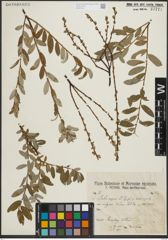 Foto von Salix repens L.
